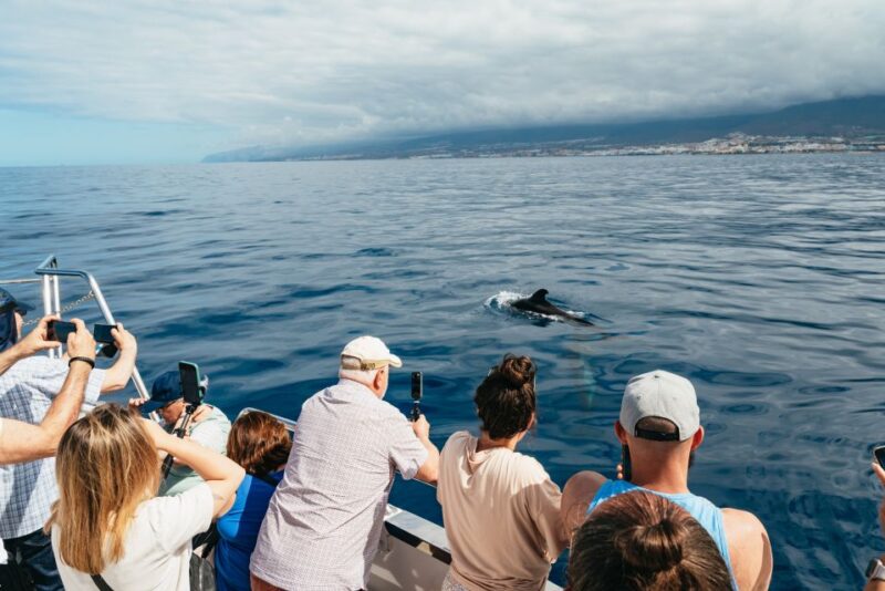Los Cristianos: Eco-Yacht Whale Watching Cruise with Swim - The Crew and Guide Experience