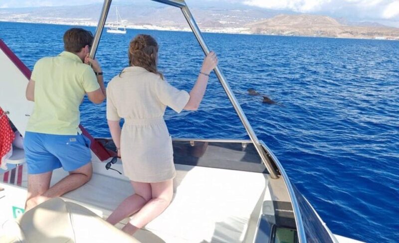 Los Cristianos: Eco-Yacht Whale Watching Cruise with Swim - Who Will Love This Tour?