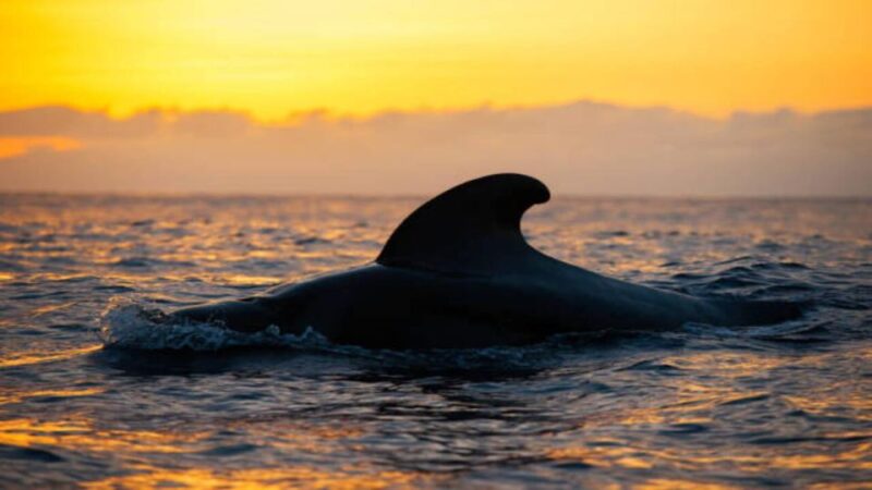 Los Cristianos: Eco Yacht Whale Watching Tour at Sunset - Key Points