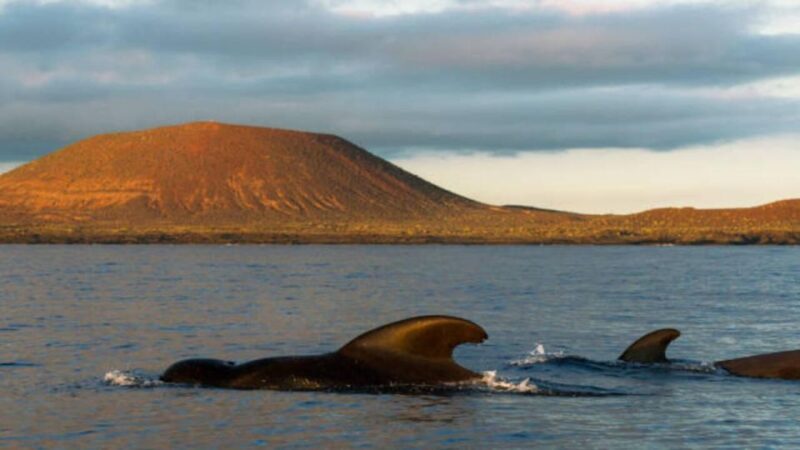 Los Cristianos: Eco Yacht Whale Watching Tour at Sunset - Wildlife Watching: Whales, Dolphins, and More