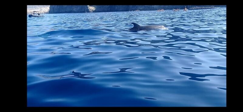 Los Cristianos: Kayak & Snorkel Tour with turtles and photos included - Los Cristianos: Launching from El Carmen 4