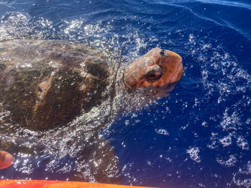 Los Cristianos: Kayak & Snorkel Tour with turtles and photos included - Practical Details: Meeting Point and Equipment