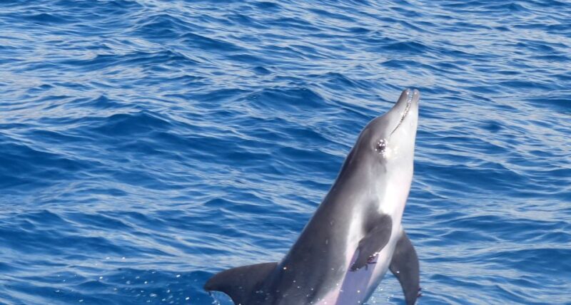 Los Cristianos Respectful No-Chase Whale and Dolphin Safari - The Departure Point: Puerto Los Cristianos