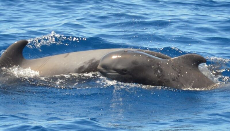Los Cristianos Respectful No-Chase Whale and Dolphin Safari - Sightings Guarantee and High Success Rate