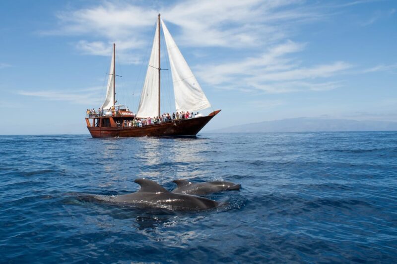 Los Cristianos: Respectful Whale-Watching Pirate Boat & Swim - Los Cristianos: Respectful Whale-Watching Pirate Boat & Swim – An Authentic Marine Encounter