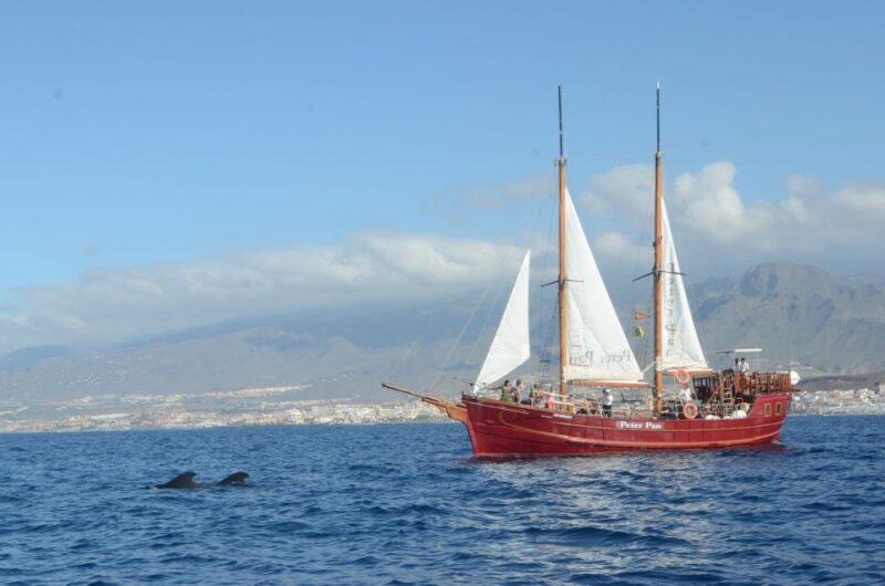 Los Cristianos: Respectful Whale-Watching Pirate Boat & Swim - Key Points