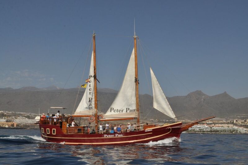 Los Cristianos: Respectful Whale-Watching Pirate Boat & Swim - Wildlife Sightings: Whales, Dolphins, Turtles, and Birds
