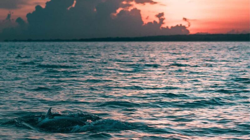 Los Cristianos : Sunset Kayak Safari with Cave & Wildlife - Key Points