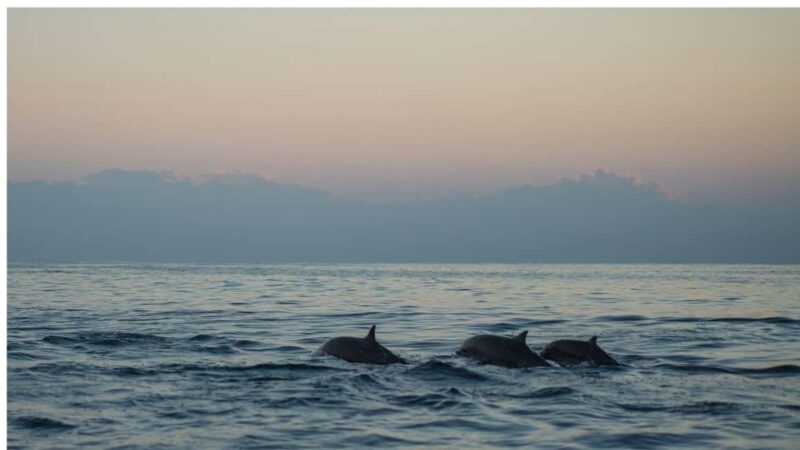 Los Cristianos : Sunset Kayak Safari with Cave & Wildlife - The Meeting Point at Tenerife Mana Kayak