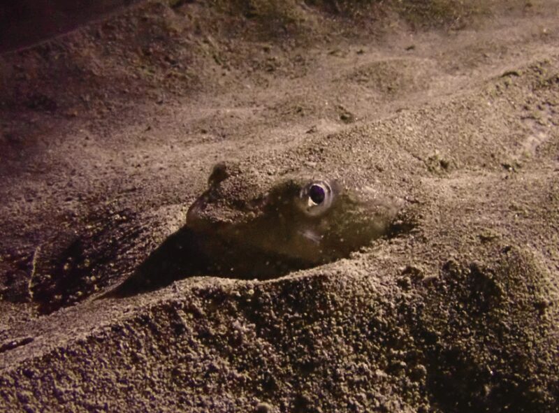 Los Cristianos: Try Dive for beginners - What Makes This Beginner Dive in Los Cristianos Special?