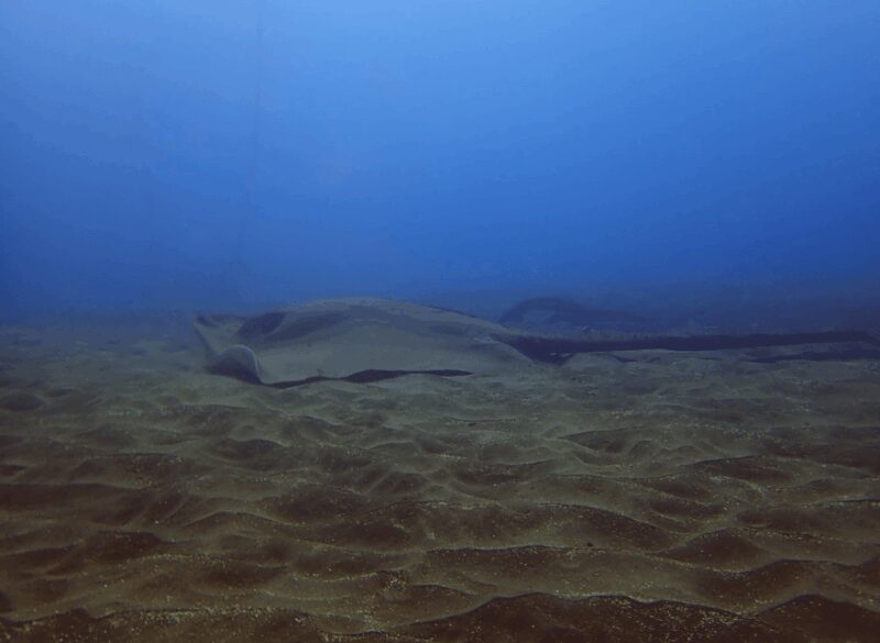 Los Cristianos: Try Dive for beginners - What To Expect During the 3-Hour Tour