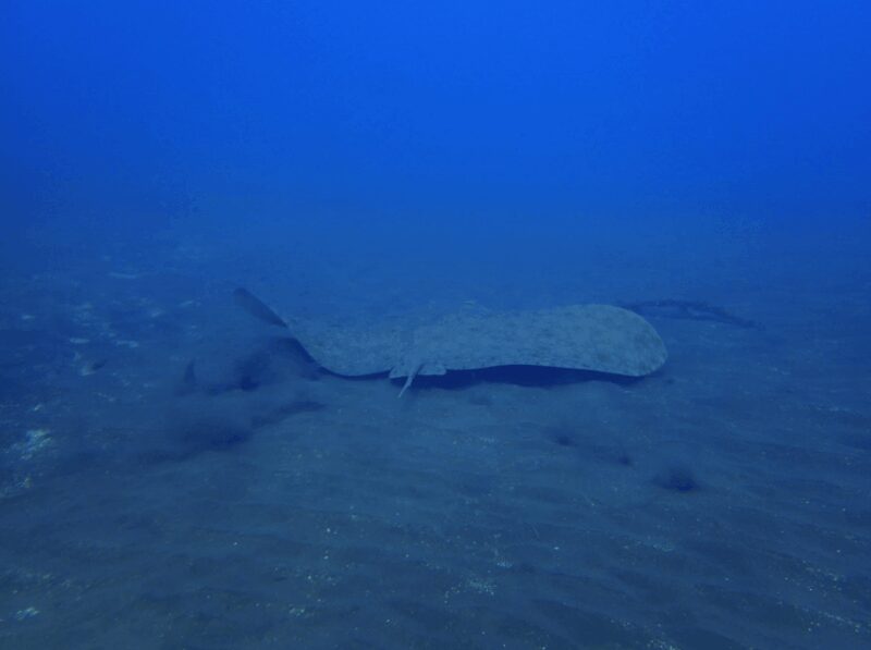 Los Cristianos: Try Dive for beginners - Final Thoughts on the Los Cristianos Beginner Dive