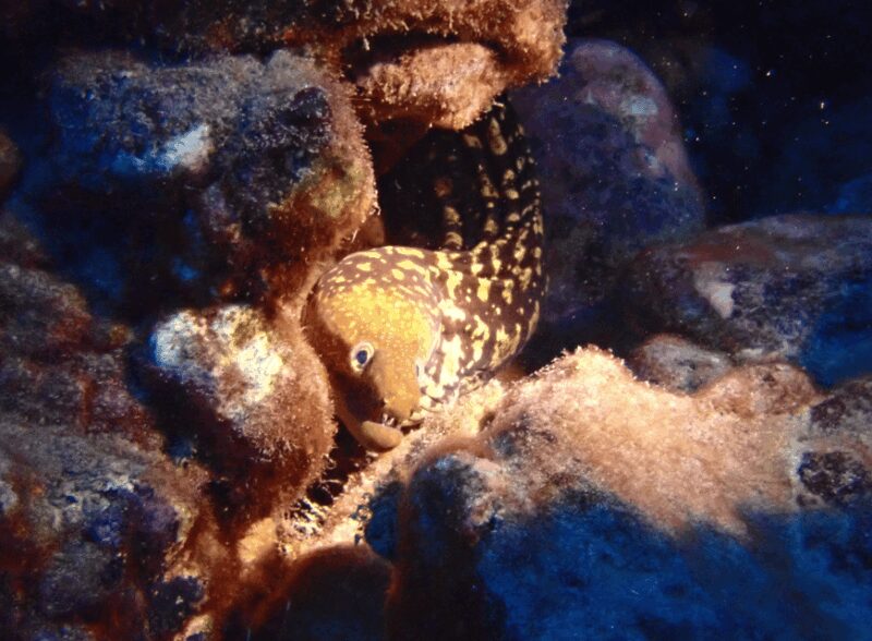 Los Cristianos: Try Dive for beginners - Frequently Asked Questions