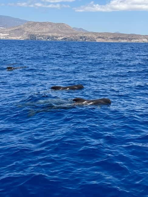 Los Cristianos: Viking Cruise Whales & Dolphins Watching - Family-Friendly Atmosphere and Special Touches