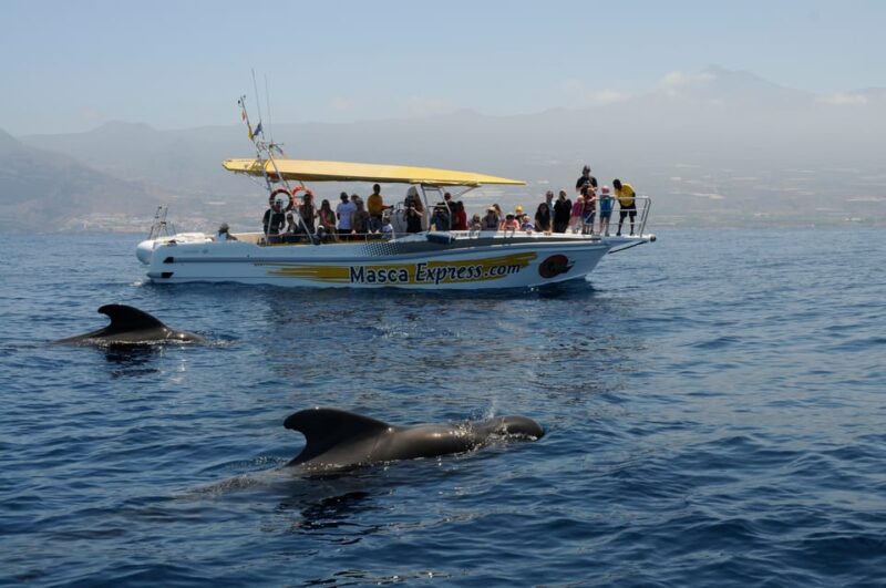 Los Gigantes: Dolphin & Whale Watching Cruise with Swim Stop - Key Points