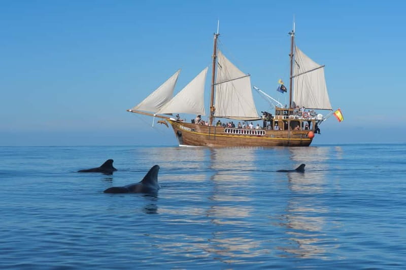 Los Gigantes: Dolphin & Whale Watching Tour on a Pirate Boat - Starting Point at Los Gigantes Harbor