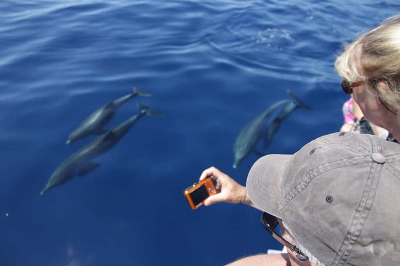 Los Gigantes: Whale or dolphin watching and swimming tour in Masca - Key Points