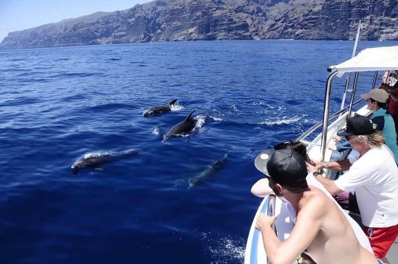Los Gigantes: Whale or dolphin watching and swimming tour in Masca - Departure and Meeting Points at Los Gigantes Harbor