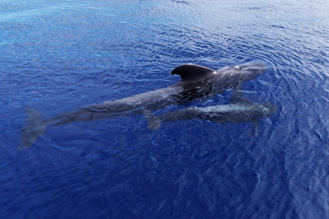 Los Gigantes Whale Watching Charter by Sail Boat - Wildlife Encounters: Pilot Whales, Dolphins, and Turtles