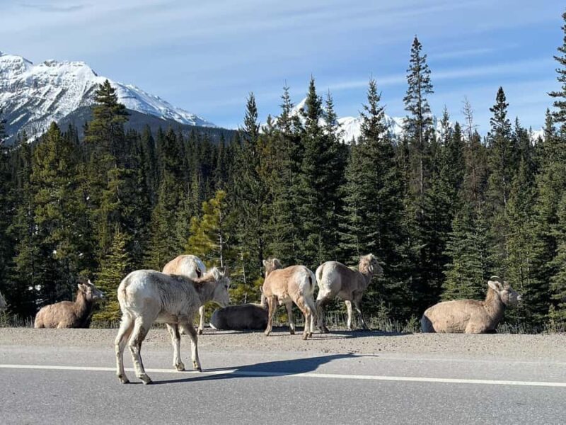 Louise,Moraine/Johnston Canyon,Emerald Lake, Banff/Gondola - Moraine Lake: The Jewel of the Rockies in Summer