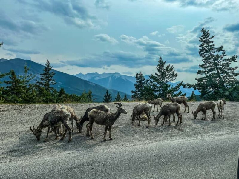Louise,Moraine/Johnston Canyon,Emerald Lake, Banff/Gondola - Scenic Drive and Notable Landmarks