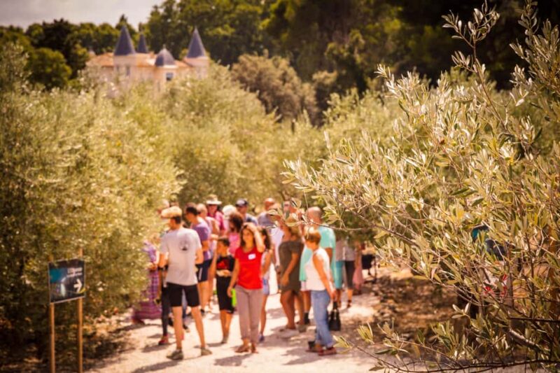 L'Oulibo oil mill: Guided tour - Exploring the Olive Grove and Its Educational Role