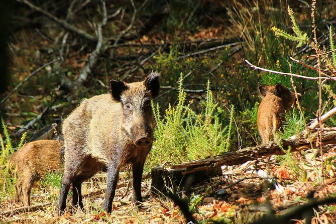 Lousa Mountain Private Tour - Visiting the Roman Ruins and Other Cultural Highlights