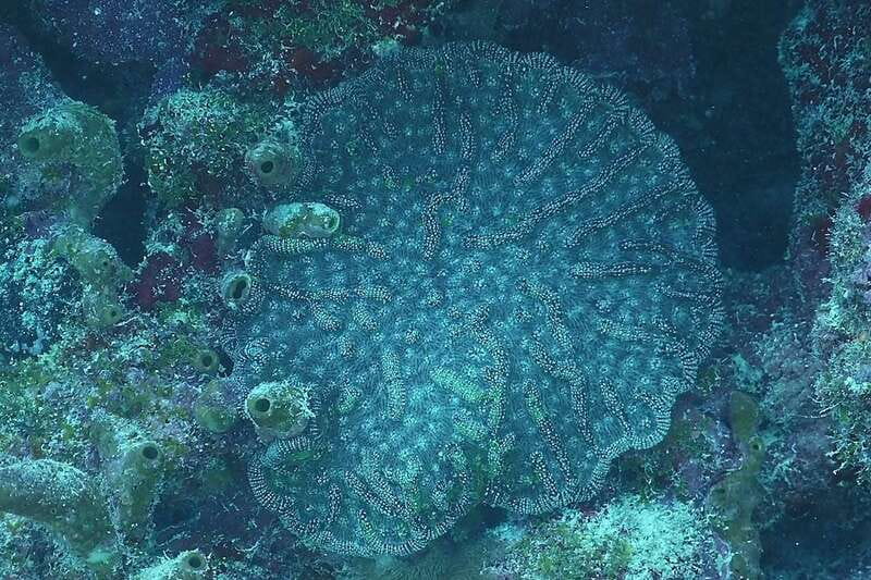 Lower Grand Lagoon: Panama City Beach Guided Snorkeling Tour - Key Points