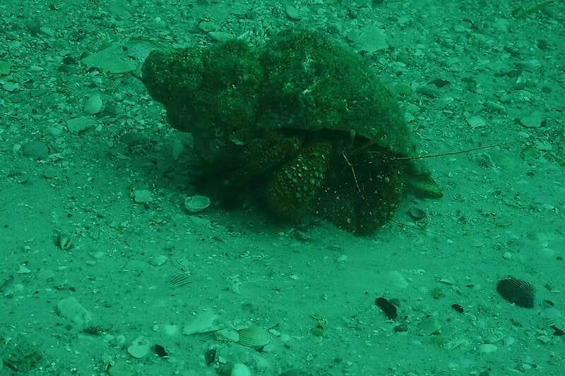 Lower Grand Lagoon: Panama City Beach Guided Snorkeling Tour - Unique Aspects of This Snorkeling Tour in Panama City Beach