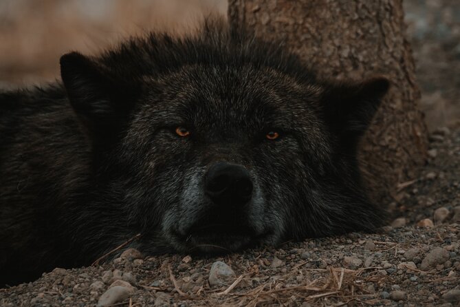 Lower Loop: Hot Springs & Geysers | West Yellowstone | PRIVATE - Marveling at the Grand Prismatic Spring