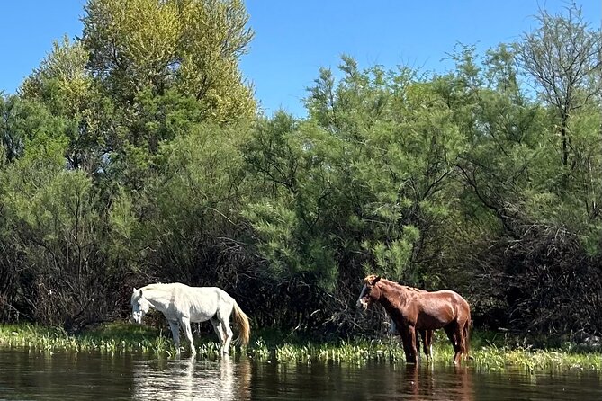 Lower Salt River Guided Kayak Tours - Wildlife Encounters and Natural Beauty