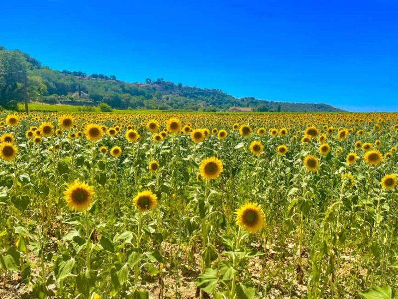 Luberon, Roussillon & Gordes Half-Day Tour from Avignon - Price, Duration, and Value
