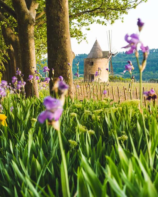 Luberon: Vineyard Tour and Wine Tasting - Guided Wine Tasting of All Estate Wines