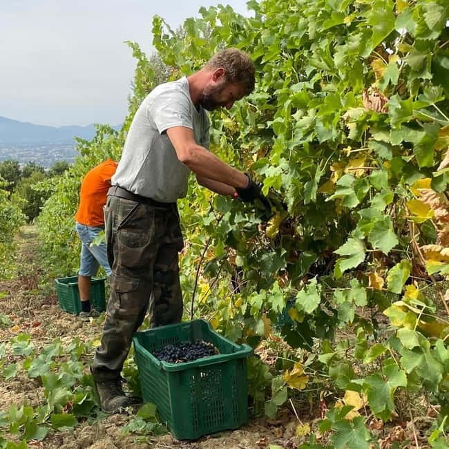Lucca: Azienda Agricola San Pietro Winery Tour with Tasting - Key Points