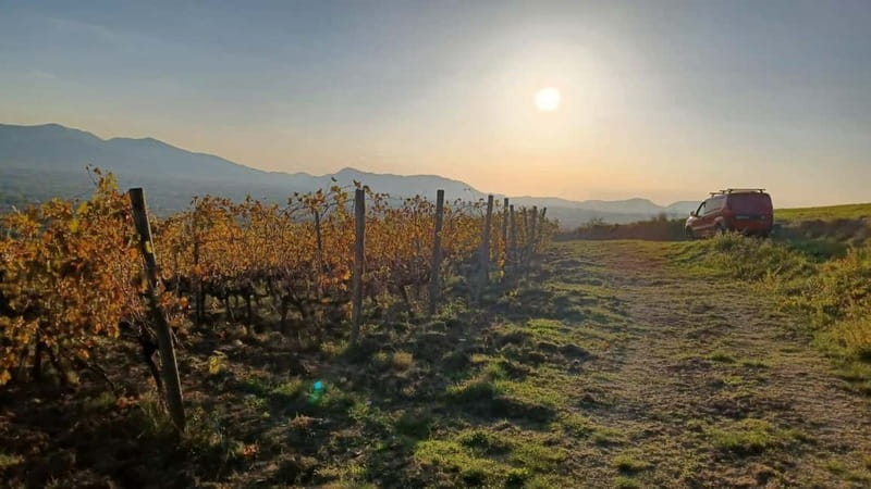 Lucca: Azienda Agricola San Pietro Winery Tour with Tasting - The Unique Appeal of Azienda Agricola San Pietro