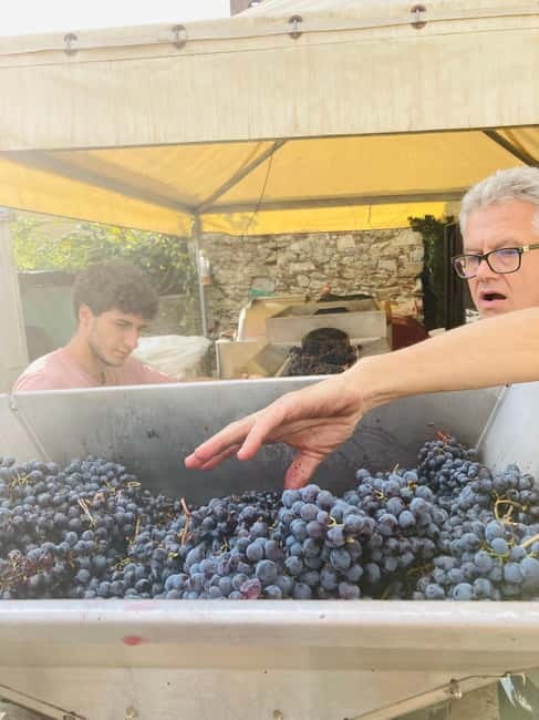 Lucca - Natural wine tasting at Tenuta Mareli - Wine, Honey, and Olive Oil Tasting Under the Pergola