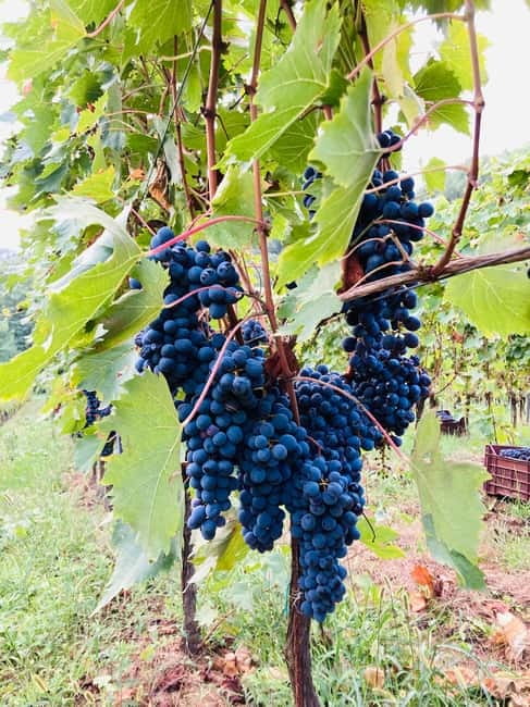 Lucca - Natural wine tasting at Tenuta Mareli - Local Food Pairings and Snacks