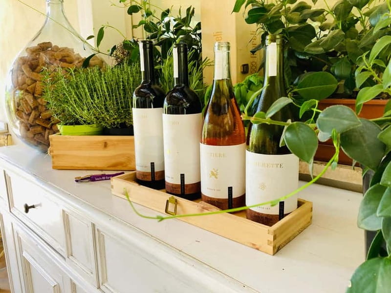 Lucca - Natural wine tasting at Tenuta Mareli - The Value of a Single-Day Organic Tasting Tour in Lucca