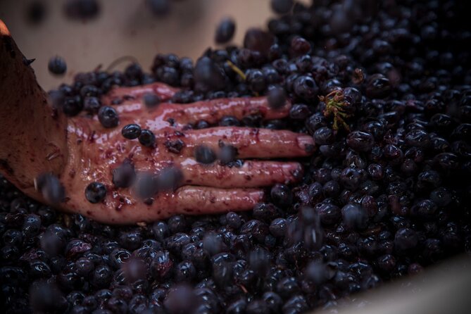 Lucca - Wine tasting at Tenuta Mareli - Visiting the Organic and Biodynamic Farm on the Lucca Hills
