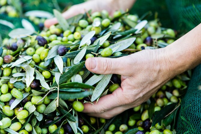 Lucca - Wine tasting at Tenuta Mareli - The Guide: Francesca’s Passion and Knowledge