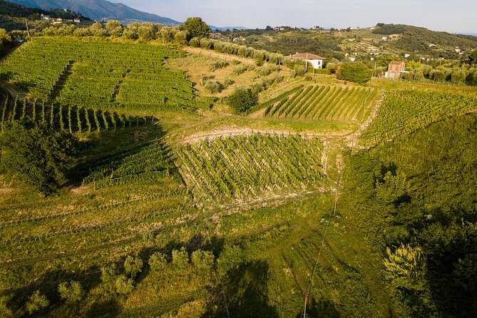 Lucca - Wine tasting at Tenuta Mareli - Practical Details: Meeting Point & Accessibility