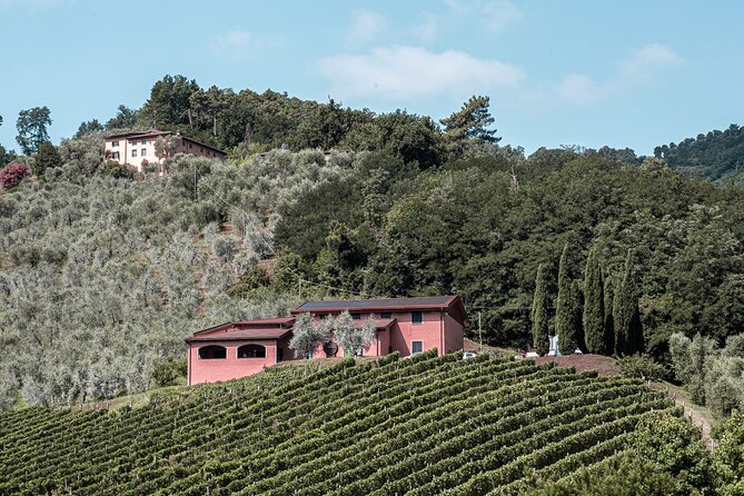 Lucca: Wine Tasting Experience - Tenuta Adamo Winery - Why This Tour Definitely Stands Out