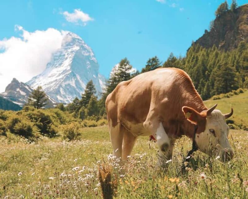 Lucerne to Zermatt: Private Day Trip or Transfer - Who Wins with This Tour