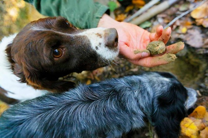 Luck and Patience: truffle hunting in Tuscany - Meeting Point at Valdichiana Living in Montepulciano