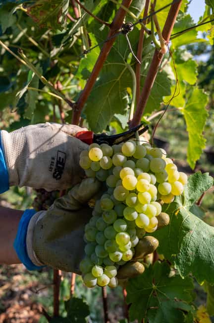 Lugana Special: tour and tasting to discover the area - Key Points