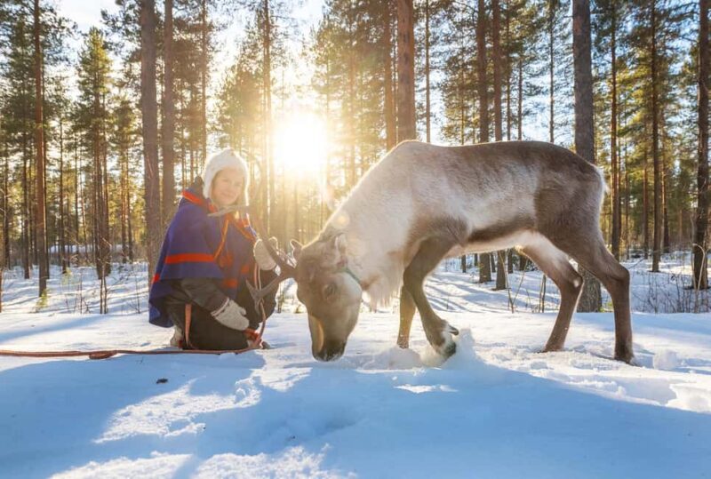 Luleå: Encounter with Reindeer Experience - The Sami Tent and Lingonberry Juice Experience
