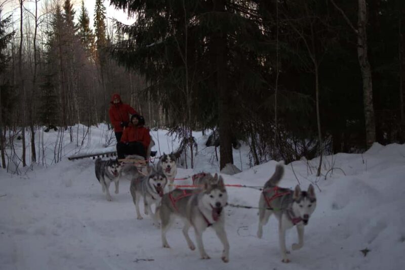 Luleå: Guided Dog Sledding Tour - Exciting Dog Sledding Adventure in Norrbotten County, Sweden