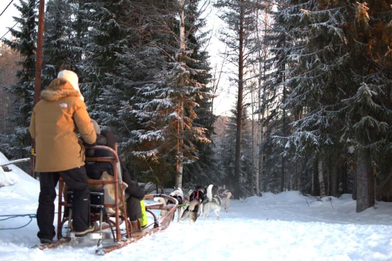 Luleå: Guided Dog Sledding Tour - The Scenic Route: Forests and Open Fields
