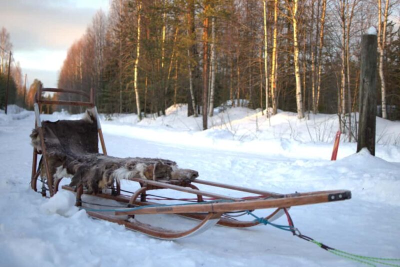 Luleå: Guided Dog Sledding Tour - Midway Break to Rest Dogs and Capture Memories