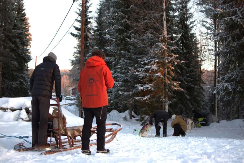 Luleå: Guided Dog Sledding Tour - About the Guides and Multilingual Support